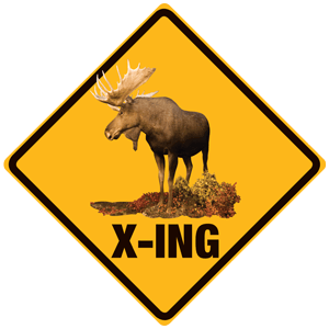 Moose X-ing